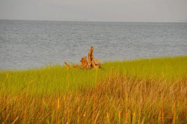 dsc_5590.jpg