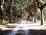 tree_lined_drive_at__2ffd00