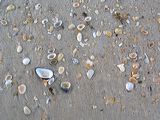 seashells_1645