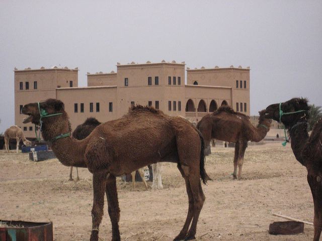 sa_(1061).jpg